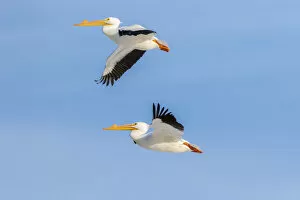 American white pelicans flying, Clinton County, Illinois