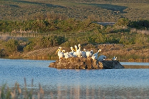 American White Pelicans on small island rookery (Pelecanus erythrorhynchos) at Storer-Saratoga