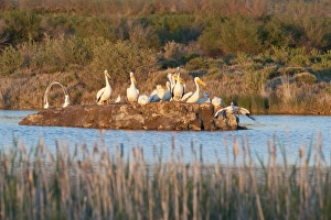 Saratoga Prints: American White Pelicans on small island rookery (Pelecanus erythrorhynchos) at Storer-Saratoga