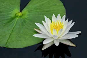 Jim Engelbrecht Prints: American white water lily