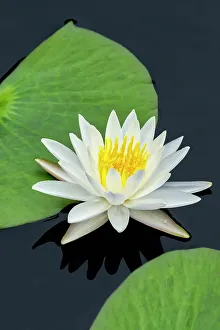 American white water lily