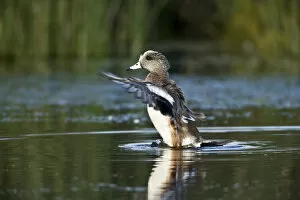 Images Dated 7th April 2008: American Widgeon bathing, Anas americana, Welder flats, Texas