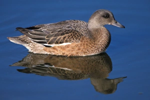 Images Dated 9th November 2005: american wigeon, Anas americana, on the 1002 coastal plain of the Arctic National Wildlife Refuge