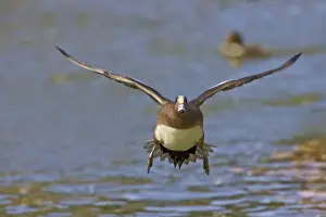 Images Dated 28th November 2007: American Wigeon (Anas americana) male landing on pond, winter