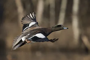 Ken Archer Prints: American wigeon drake
