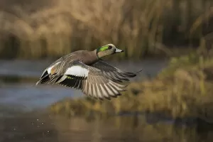 Animals Collection: American wigeon drake