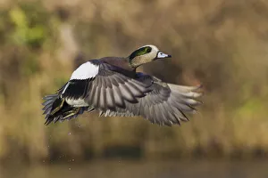 Nature Prints: American wigeon drake flying