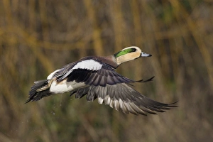 Fauna Prints: American Wigeon in Flight