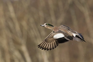 Fauna Prints: American Wigeon in Flight
