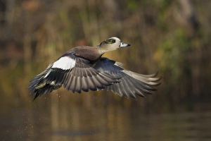 Fauna Prints: American Wigeon Taking Flight