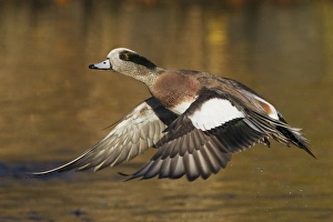 American Wigeon Taking Flight