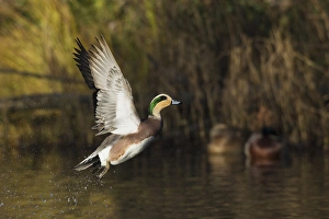 Fauna Prints: American Wigeon Taking Flight