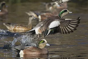 Images Dated 14th December 2015: American Wigeon Taking Flight