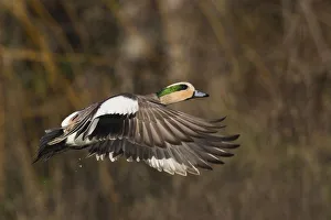 Images Dated 14th December 2015: American Wigeon Taking Flight