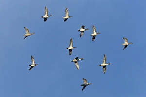 Wigeon Prints: American wigeons and northern pintails in flight, Bosque del Apache NWR, New Mexico