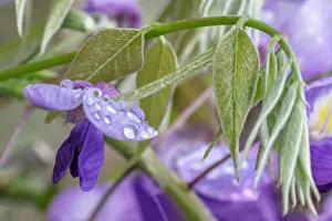 Images Dated 22nd January 2021: American Wisteria