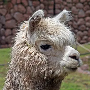 Cusco Prints: Americas, Peru. Alpaca, bred for their fibrous hair used in weaving textiles