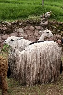 Images Dated 21st February 2007: Americas, Peru. Suri Alpaca, valued for their wool for weaving textiles, at Awana