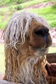 Americas, Peru. Suri Alpaca, valued for their wool for weaving textiles, at Awana