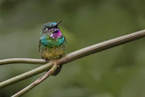 Violet Prints: Amethyst-throated Sunangel. Ecuador