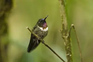 Images Dated 27th September 2009: Amethyst-throated Sunangel (Heliangelus amethysticollis) Cloud forest, Tapichalaca