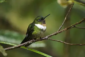 Southern Ecuador Prints: Amethyst-throated Sunangel (Heliangelus amethysticollis) Cloud forest, Tapichalaca