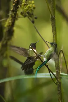 Images Dated 24th September 2009: Amethyst-throated Sunangel (Heliangelus amethysticollis) Cloud forest, Tapichalaca