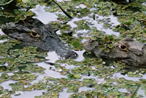 Crocodile Prints: AMPH-100 Two Caiman (Caiman crocodilus yacare) in lilly pads. Pantanal, Mato Grosso do Sul