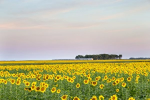 AMTRAK Train passes by field of sunflowers in Michigan, North Dakota, USA