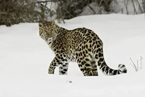 Russia Prints: Amur Leopard (Captive) in winter, Panthera pardus orientalis