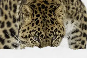 Images Dated 8th February 2016: Amur Leopard (Captive) in winter, Panthera pardus orientalis