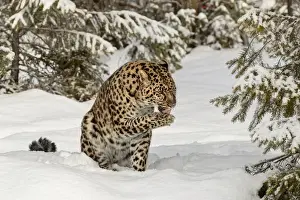 Images Dated 1st February 2016: Amur Leopard (Captive) in winter, Panthera pardus orientalis