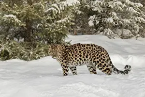 Images Dated 1st February 2016: Amur Leopard (Captive) in winter, Panthera pardus orientalis