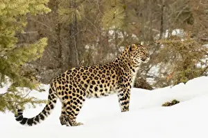 Images Dated 8th February 2016: Amur Leopard (Captive) in winter, Panthera pardus orientalis