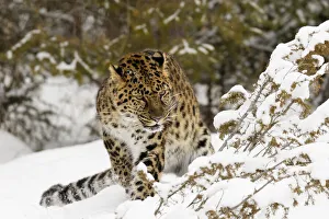 Rare Prints: Amur leopard, Panthera pardus orientalis, controlled situation
