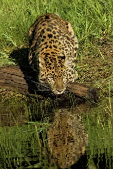 Predatory Prints: Amur Leopard and reflection while drinking, Panthera pardus orientalis, Captive
