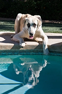 Lying Prints: An Anatolian Shepherd puppy poolside with one paw in water
