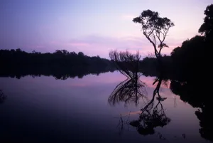 Reflect Prints: Anavilhanas, Brazil. Still peaceful evening view of the Rio Negro river at high water
