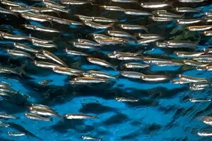 Anchovy display at the Monterey Bay Aquarium in Monterey, California