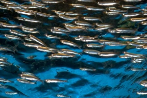 Images Dated 26th March 2007: Anchovy display at the Monterey Bay Aquarium in Monterey, California