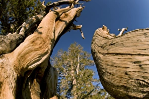 Images Dated 8th October 2009: Ancient Bristlecone Forest, White Mountains, CA