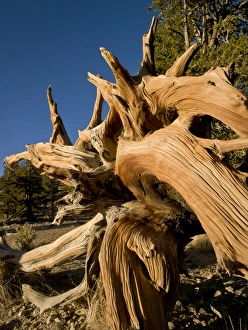 Stump Prints: Ancient Bristlecone Forest, White Mountains, CA