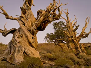 Ancient Bristlecone Forest, White Mountains, CA
