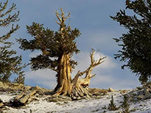 White Mountain Prints: Ancient Bristlecone Pine Forest, fall, White Mountains, Big Pine, California