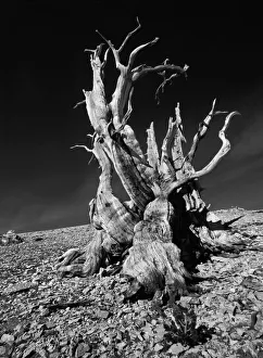 Inyo Prints: Ancient bristlecone pine tree clings to life on a rocky slope of the White Mountains