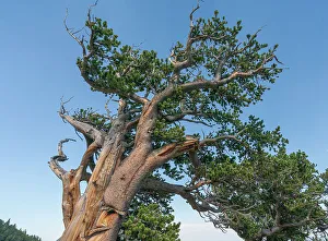 High Country Prints: Ancient bristlecone pines, Mount Evans Wilderness Area, Colorado