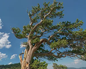 High Country Prints: Ancient bristlecone pines, Mount Evans Wilderness Area, Colorado