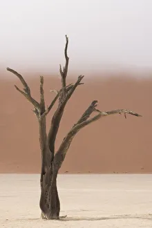 Dead Prints: Ancient dead camelthorn acacia trees in the dry lakebed of Deadvlei