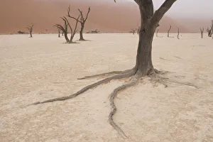 Dead Prints: Ancient dead Camelthorn Acacia trees survived in years past by spreading out long roots