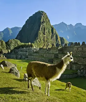 Images Dated 24th July 2010: Ancient Machu Picchu, last refuge of the vanished Inca civilization in the Andes Mountains